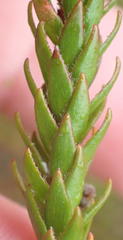 Struthiola dodecandra
