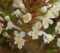 Struthiola dodecandra
