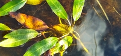 Persicaria amphibia