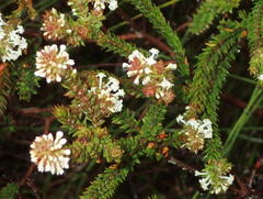 Struthiola dodecandra