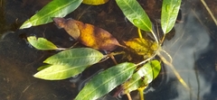 Persicaria amphibia