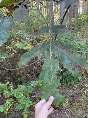 Gnomonia caryae