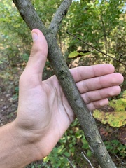Gnomonia caryae