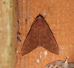 Anomis illita
