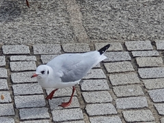 Chroicocephalus ridibundus