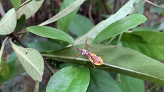 Epidaus famulus