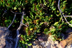 Macledium spinosum