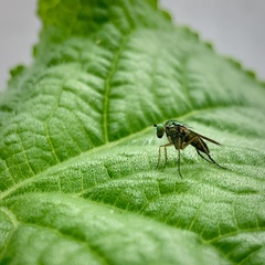 Poecilobothrus nobilitatus