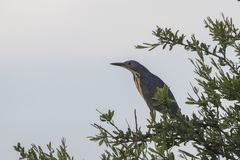 Ixobrychus sturmii