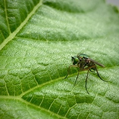 Poecilobothrus nobilitatus