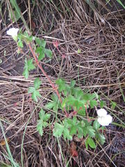 Geranium schlechteri