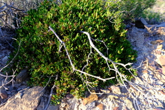 Macledium spinosum