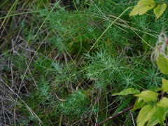 Galium glaucum