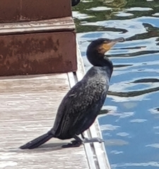 Phalacrocorax carbo