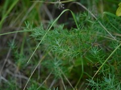 Galium glaucum