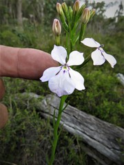 Isotoma hypocrateriformis