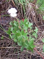 Geranium schlechteri