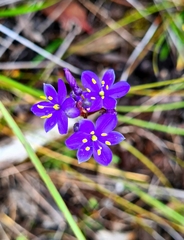 Chamaescilla corymbosa