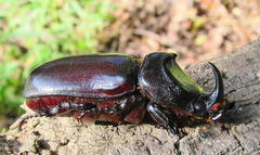 Oryctes monoceros