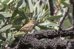 Cisticola rufilatus