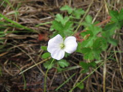Geranium schlechteri