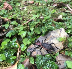 Carabus nankotaizanus