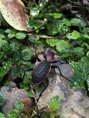 Carabus nankotaizanus