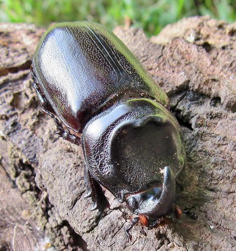 African Rhinoceros Beetle