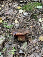 Neoboletus luridiformis