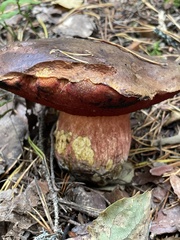 Neoboletus luridiformis