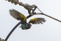 Poicephalus meyeri transvaalensis