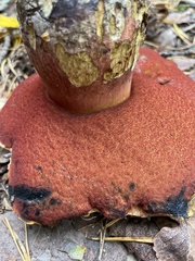 Neoboletus luridiformis