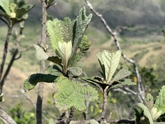 Tarchonanthus trilobus