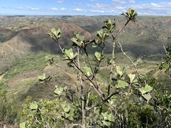Tarchonanthus trilobus