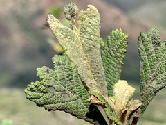 Tarchonanthus trilobus