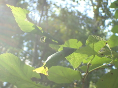 Pantographa limata
