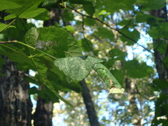 Pantographa limata