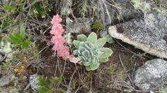 Echeveria multicolor