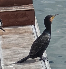 Phalacrocorax carbo