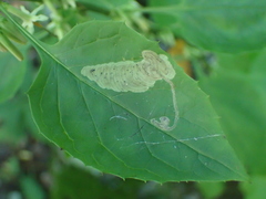 Liriomyza orilliensis