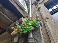 Trachelium caeruleum