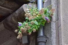 Trachelium caeruleum