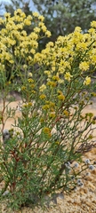 Isopogoninae