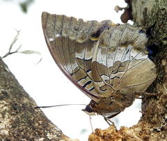 Charaxes xiphares xiphares