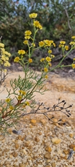Isopogoninae