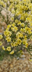 Isopogoninae