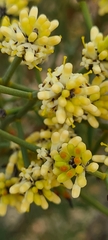 Isopogoninae