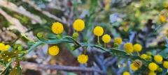 Acacia glaucoptera