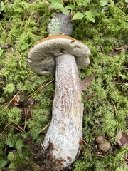 Leccinum versipelle