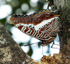 Charaxes brutus natalensis
